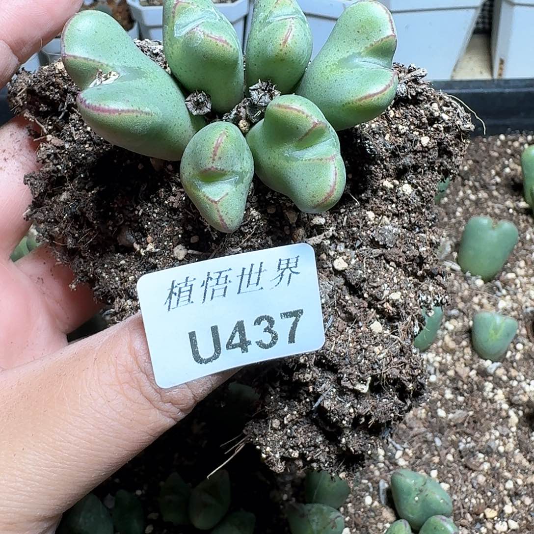 437号多肉植物哇fv