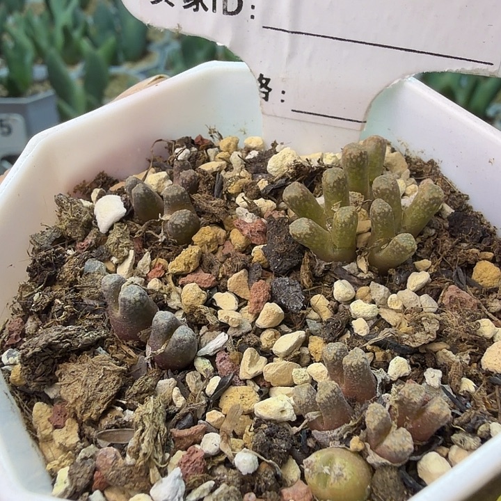 190。满38包邮肉锥