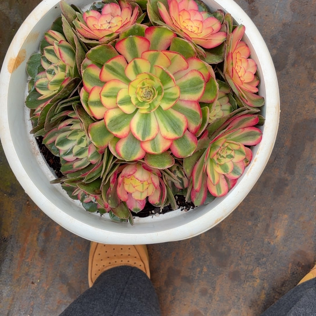 云南多肉植物荔枝