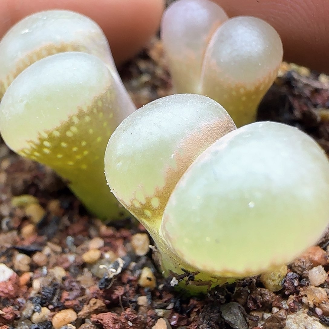 脱土年后发货24544