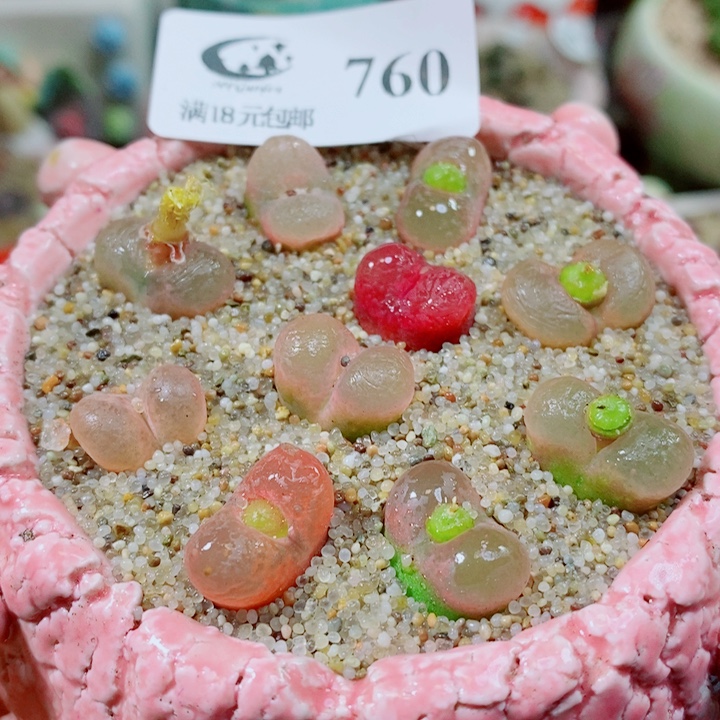 生石花花花花花花花760