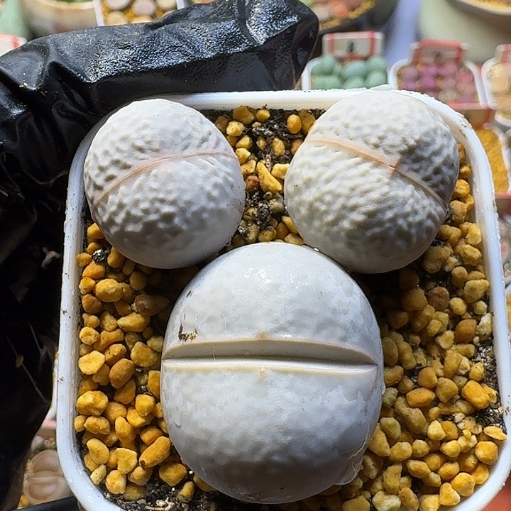 生石花2//。紫折。 67号