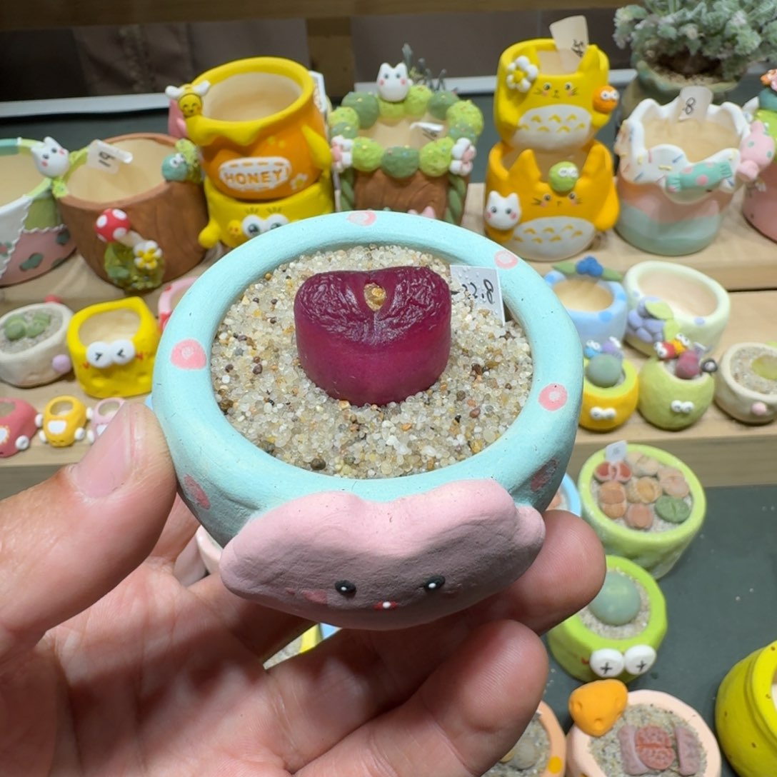 红陶蘑菇646毛汉尼