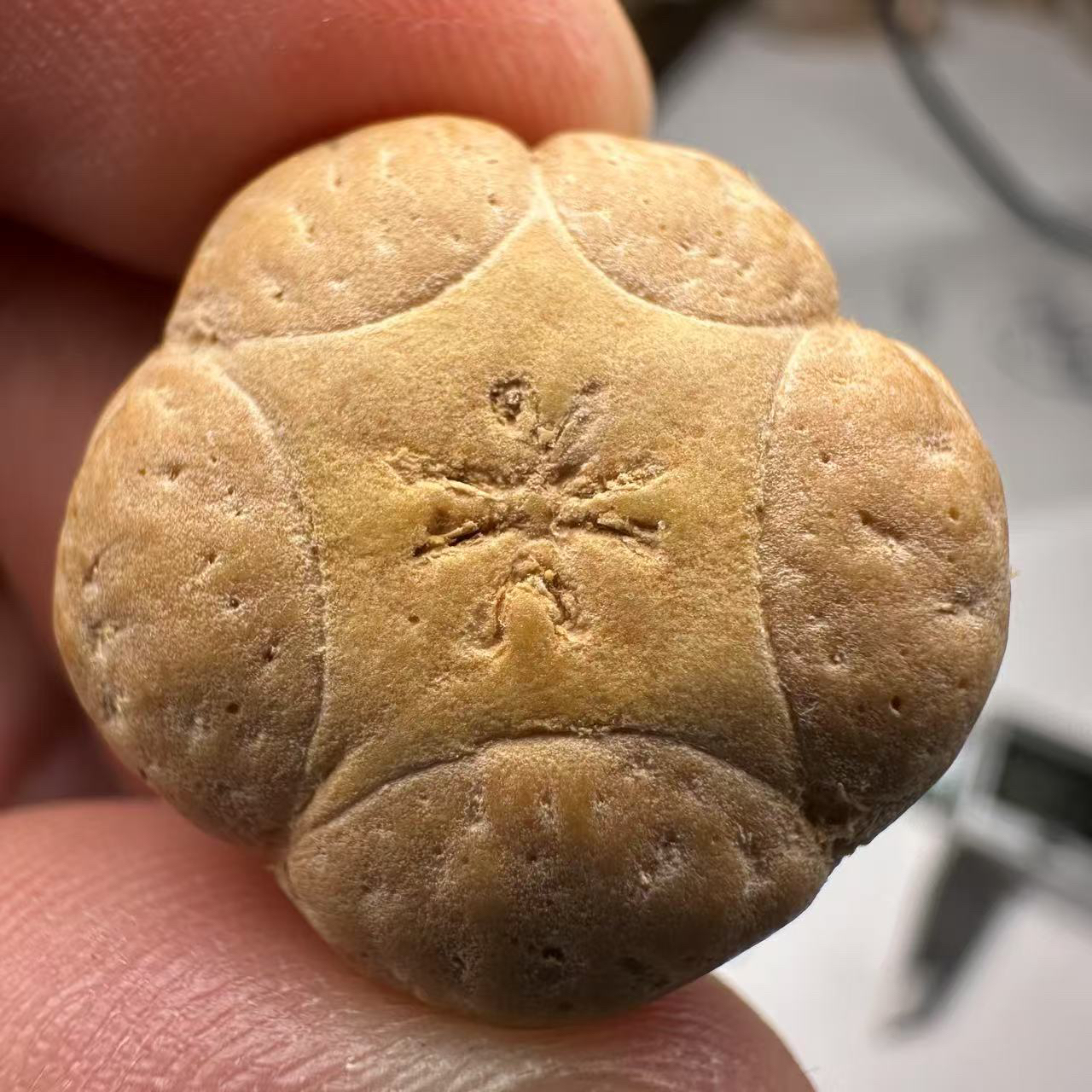 尼泊尔五星菩提，尺寸22，sss系列，货号11