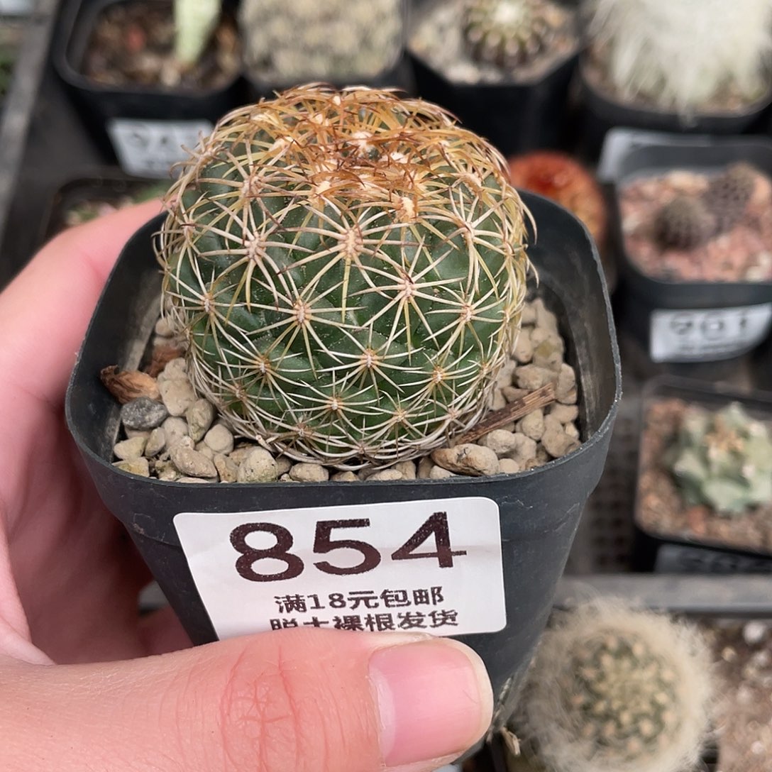 854儒衣（满18包邮）