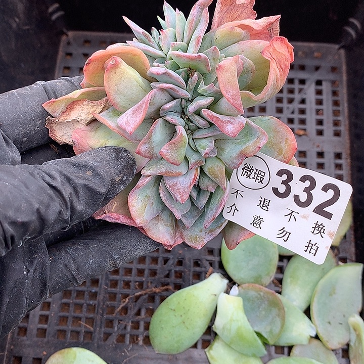 血凤缀化 有侧切 处理