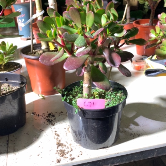 啊*C71紫叶脱土发货