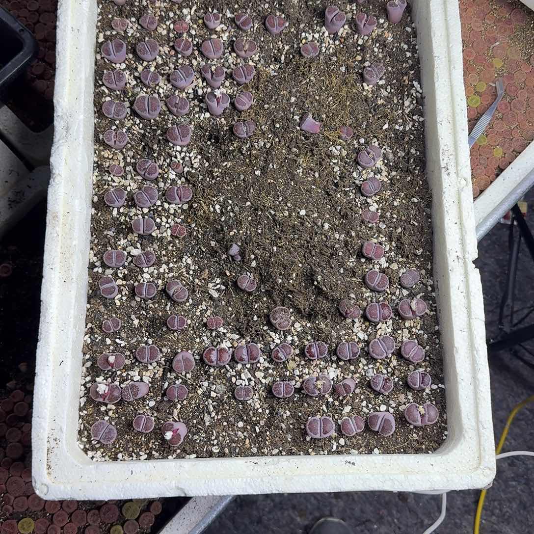 無***心整箱4年紫菊母本岛田