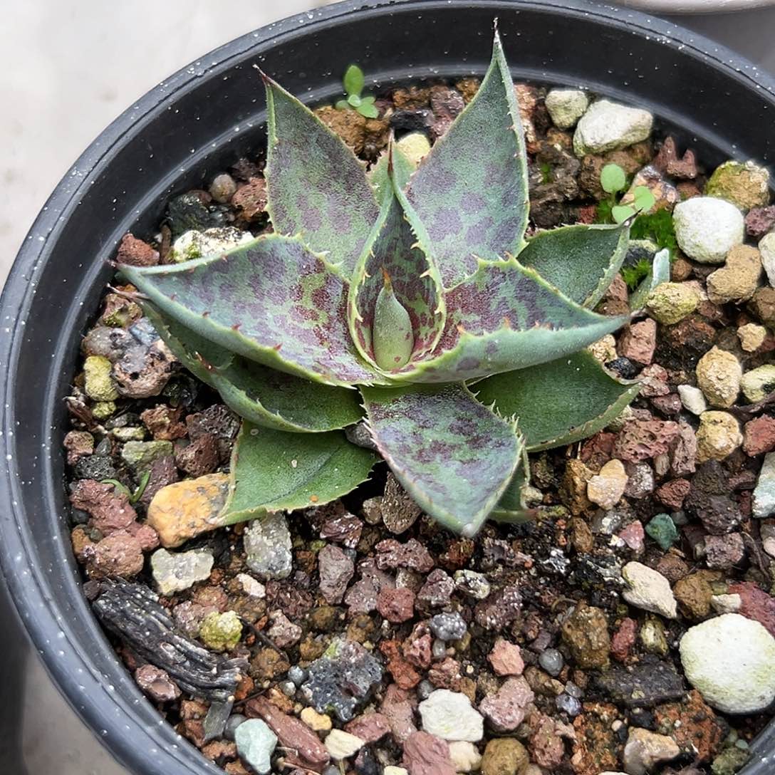 血雷一物一拍偏远不包邮不退不换