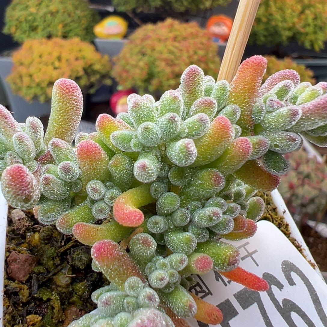 dy5762小精控冰晶锦冠幅4.5cm