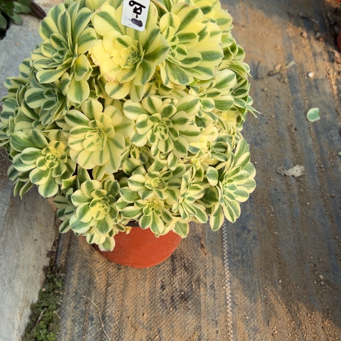 159迈巴赫多肉多肉多肉多肉多肉