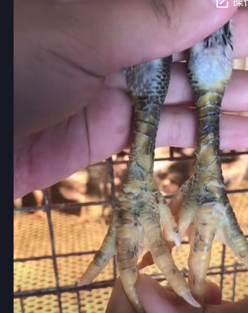 宠物斗鸡宠物毒鳞怪脚