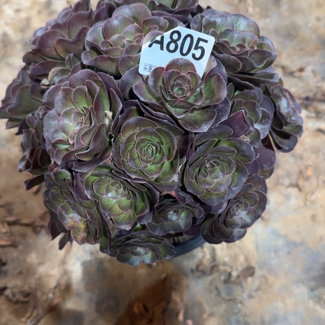 一***亿魅金玫瑰一物一拍805