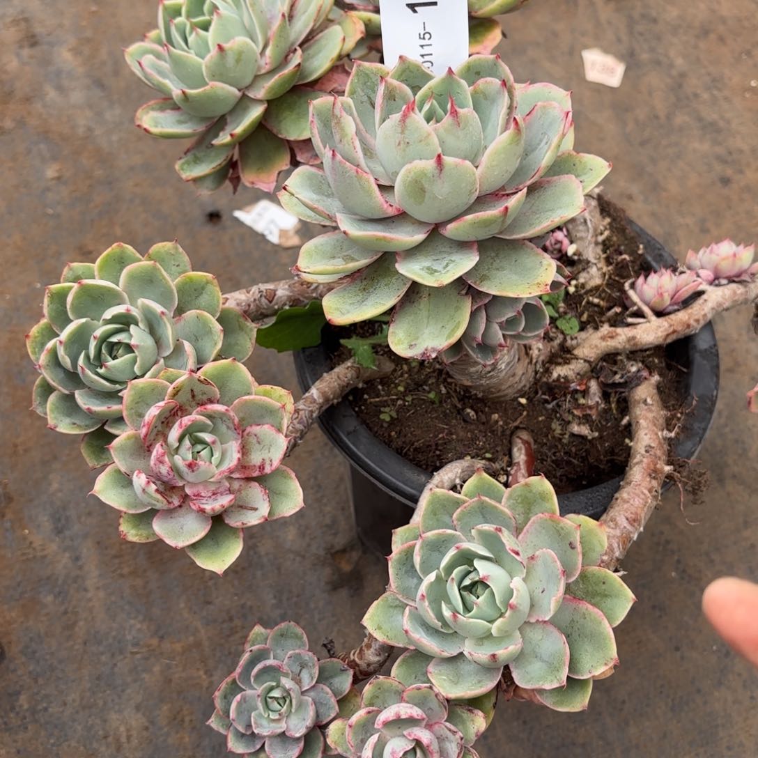 家*?同温层多肉白皮赫拉158