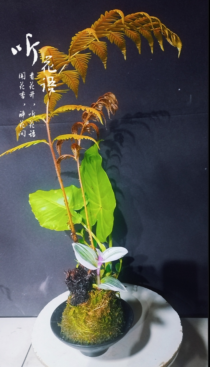 一物一拍）水培苔藓球蕨类植物绿植盆栽