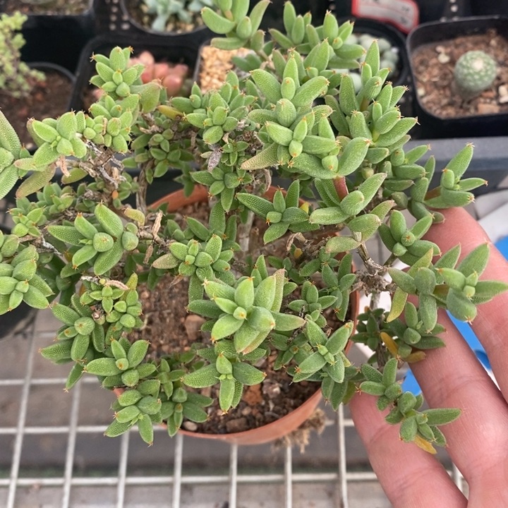 伯克利和格蕾纳等著名音乐家