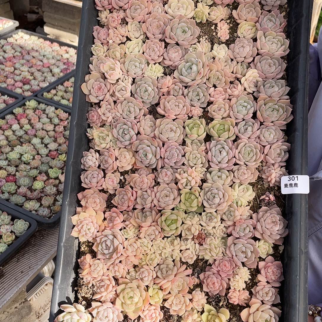 黄***黄301。 定。               