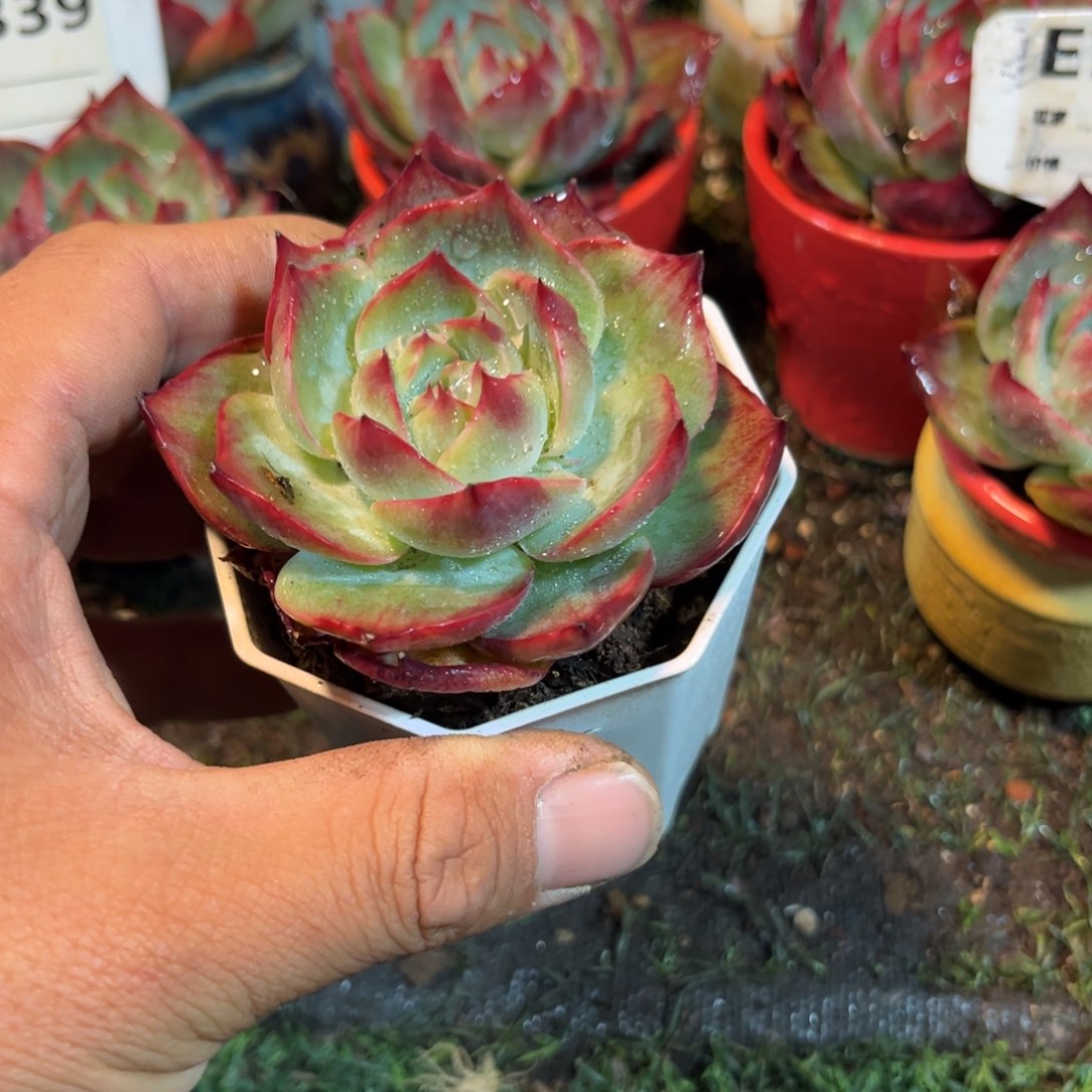 惊鸿一瞥616号多肉