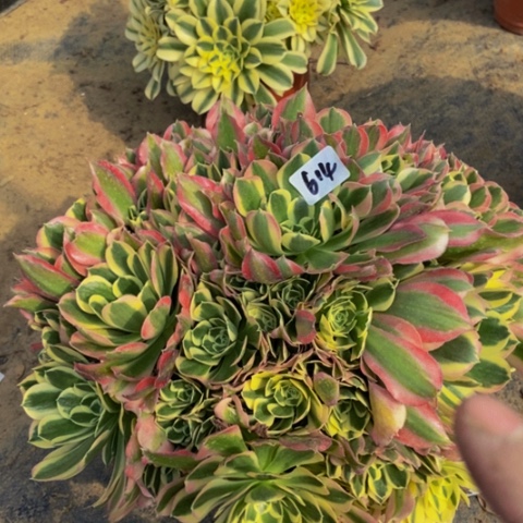 白凤多肉植物614多肉不包断