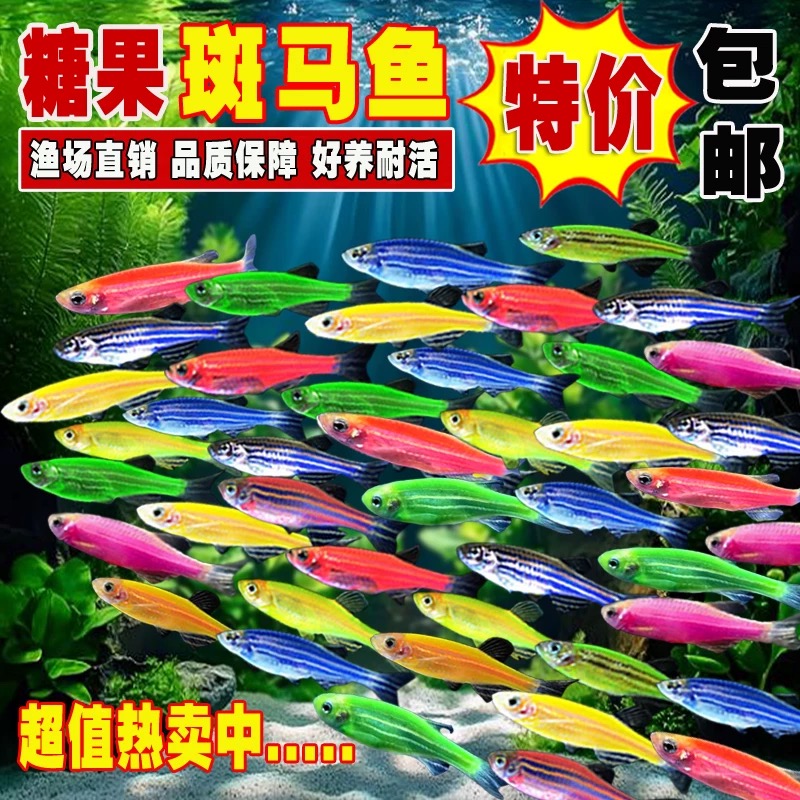 （包邮30条）斑马鱼观赏鱼活体淡水宠物鱼灯科鱼红绿灯鱼草缸
