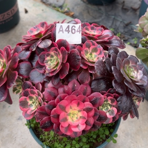 464凤冠25厘米左右