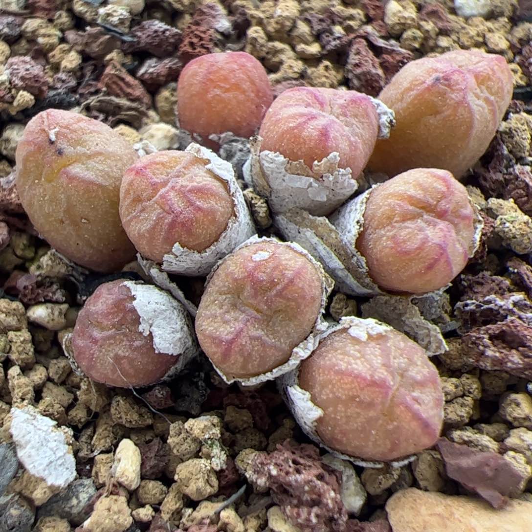 大家过年好22254