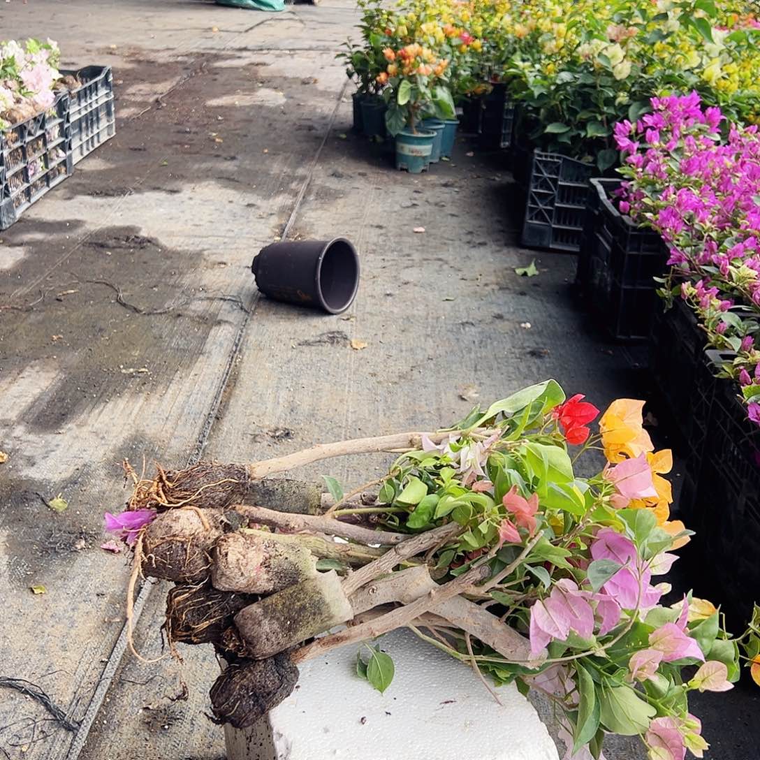 大部分花苞少量开放三角梅蛋糕苗10棵（品种会重复）