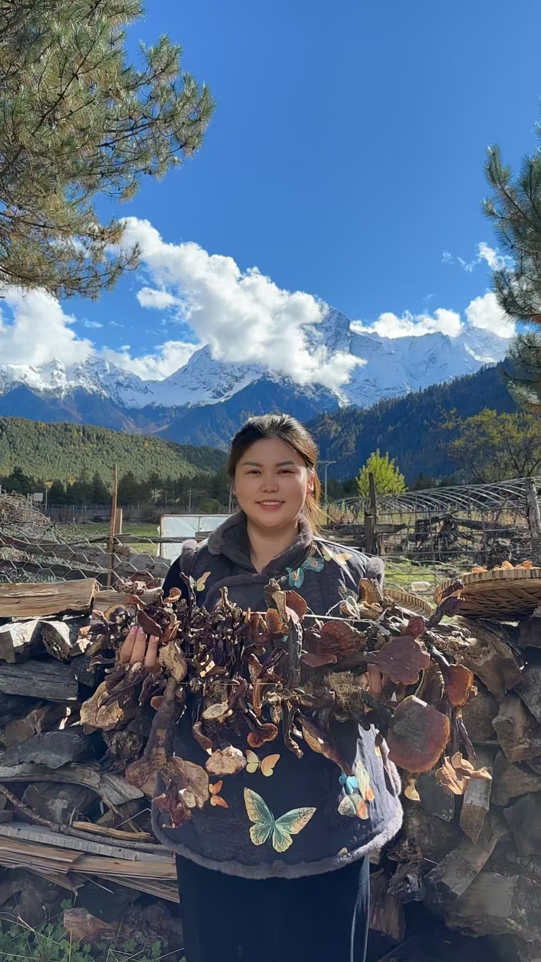 小夏西藏精选/藏灵*芝特产正宗林*芝小灵*芝整枝纯赤芝野生
