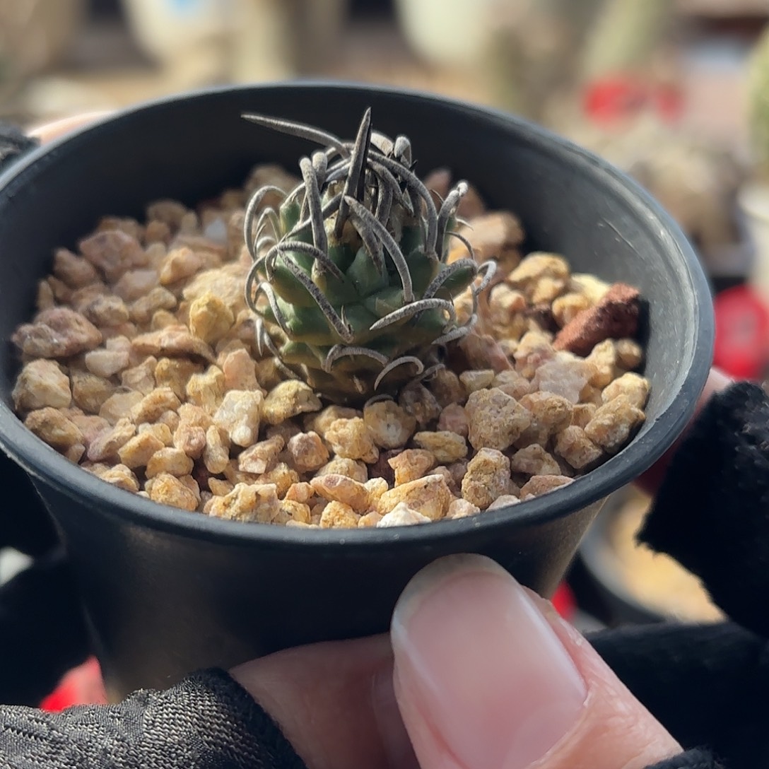 仙人球实生升龙丸