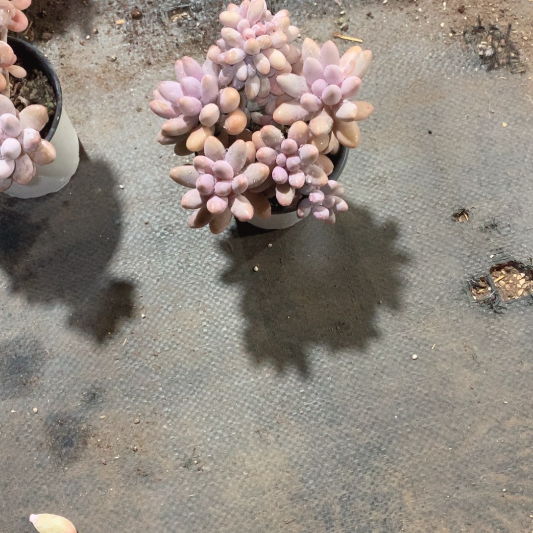 俄方哈哈水电粉恋缀