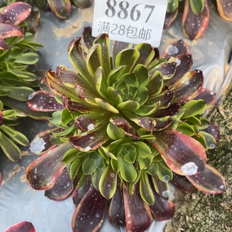 欧嘉莉多肉多肉8867