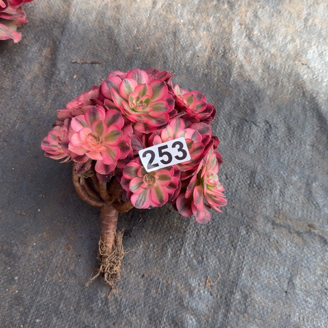 253多肉植物倾城有砍特价