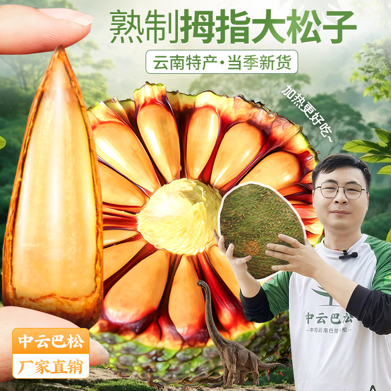 【中云巴松】巴拉那松子 拇指大松子 松子有拇指大送人送礼高端零食