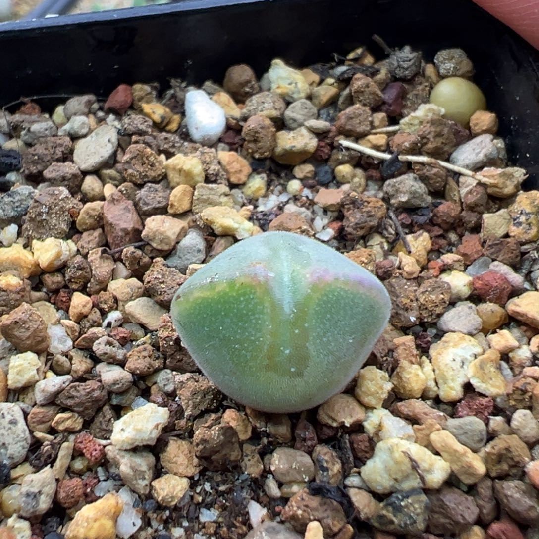 163多肉单头优选短耳空蝉一棵特