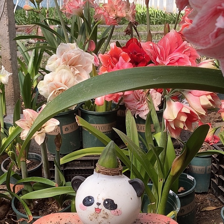 凯瑟琳带花苞475号