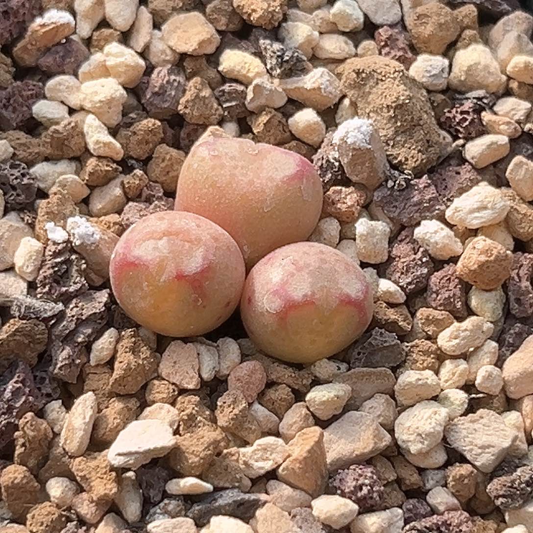 多肉植物满58包邮