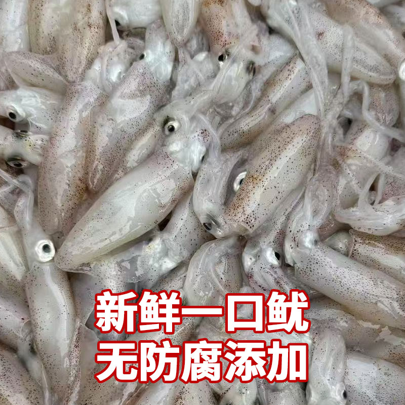 野生一口鱿鱼 新鲜海捕速冻北海发货