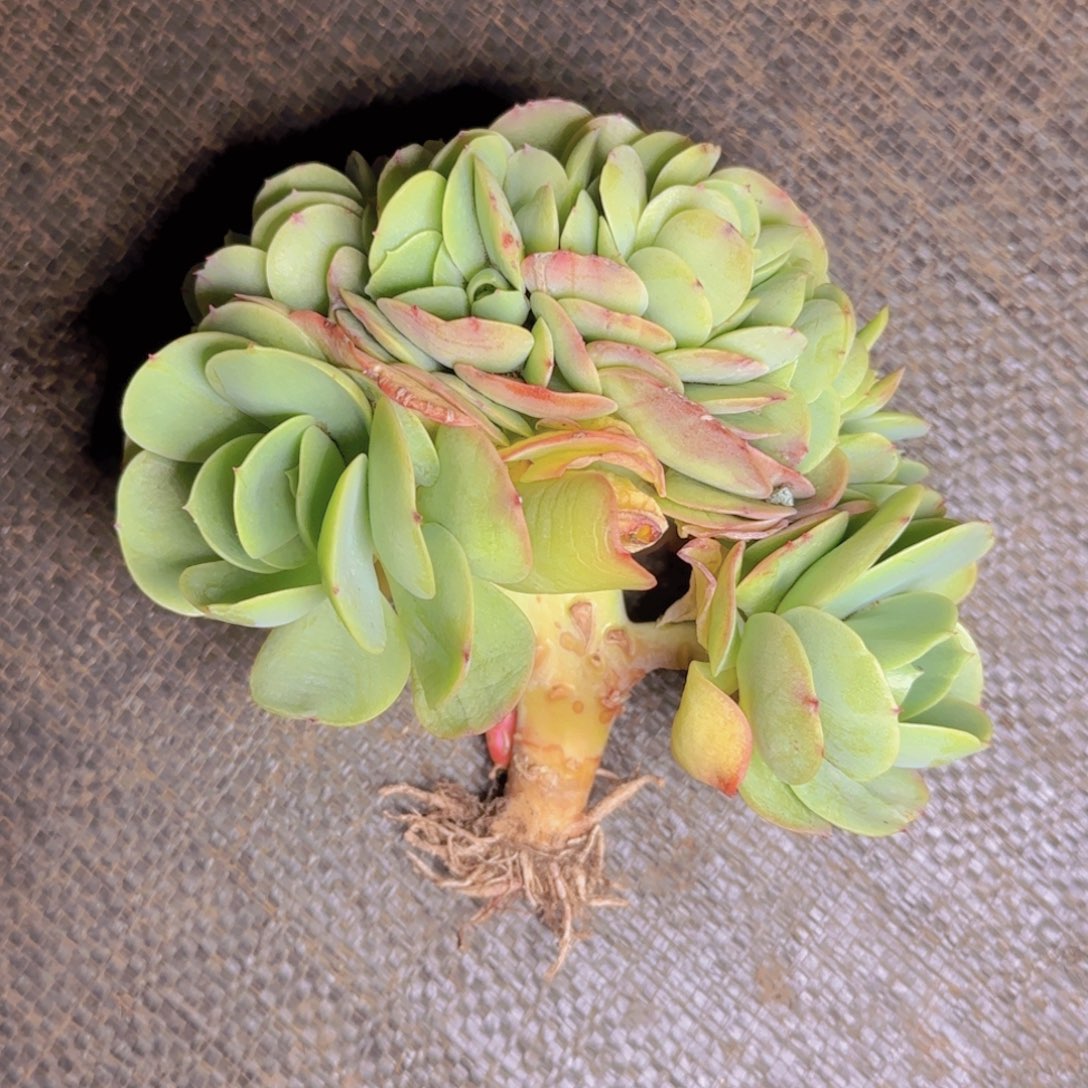 碧桃福利1111111111111