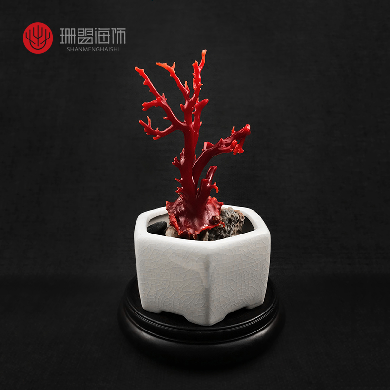 红珊瑚阿卡摆件珊瑚原枝小树摆件天然宝石珊瑚
