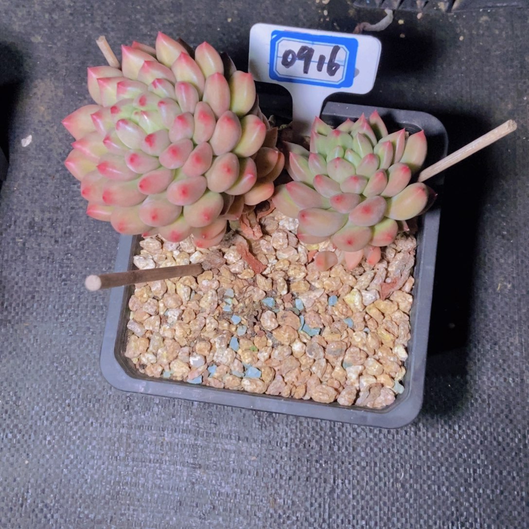 希***嘻0916米其林双头一颗