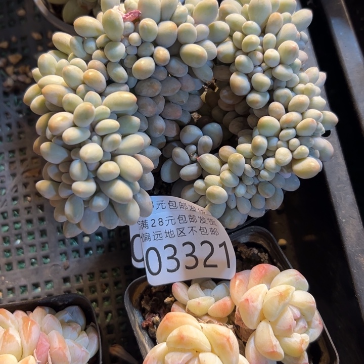 幸运儿的一个小秘密是