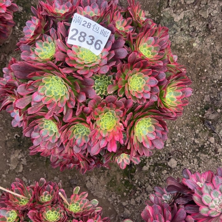 2836朝霞多肉植物