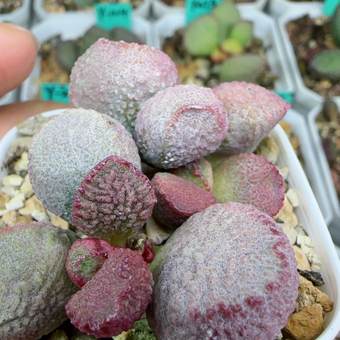 实生整棵，母本老桩，带盆发货