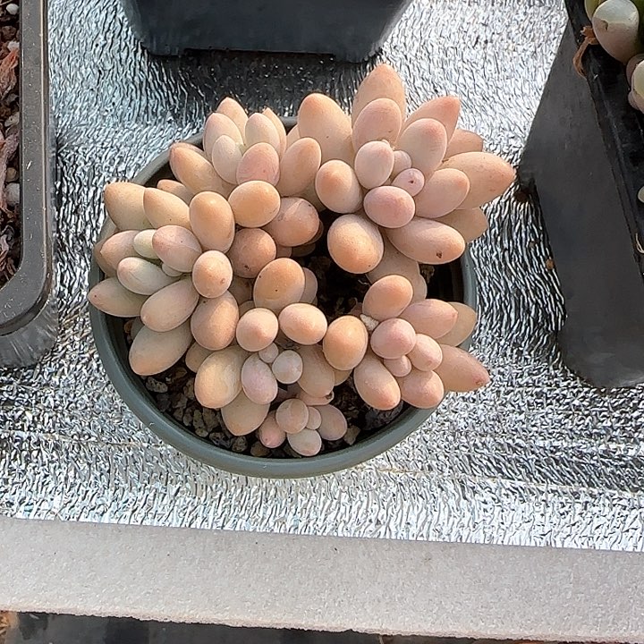 青蛙王子儿童牙膏套装111