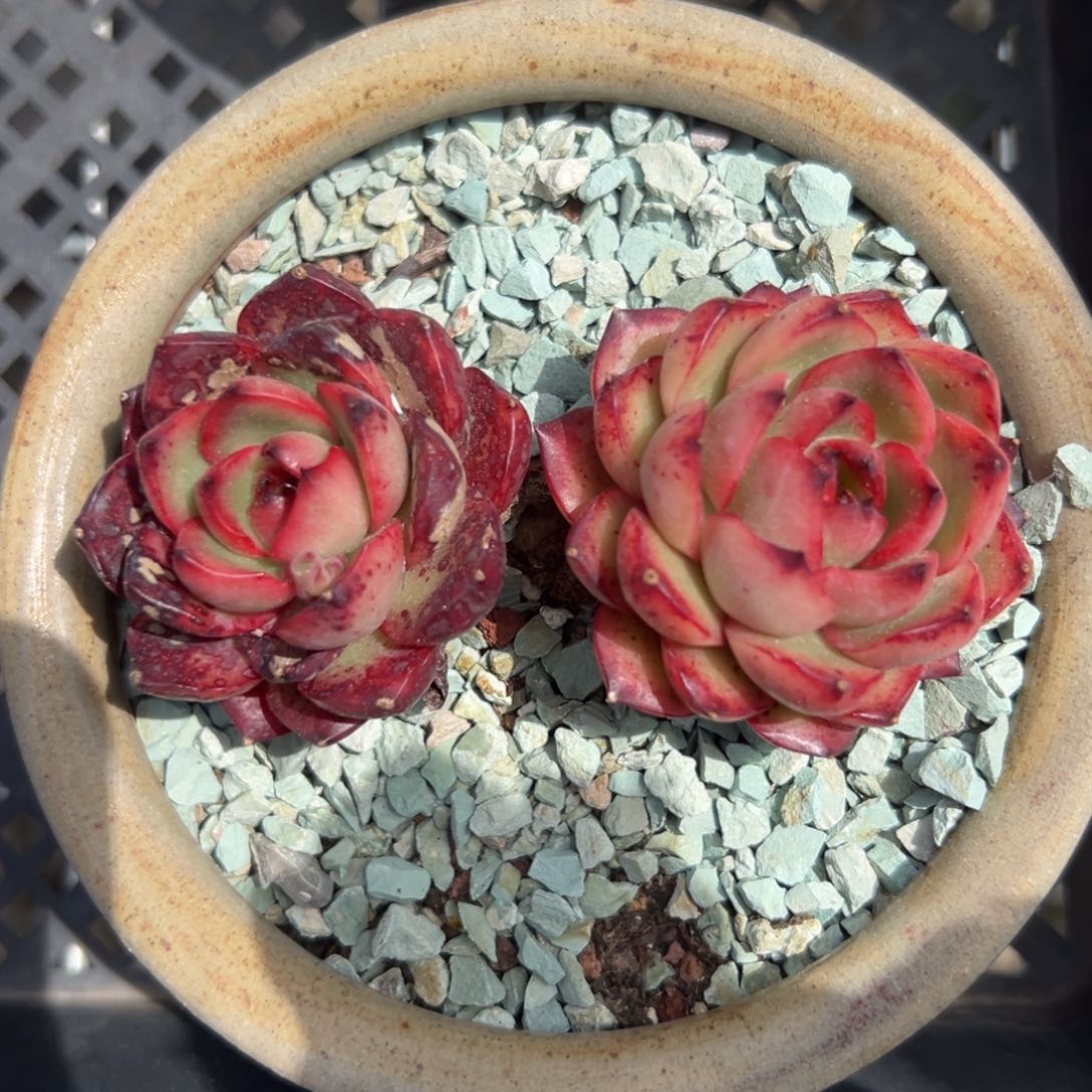 宝丽安娜精控多肉一物一拍