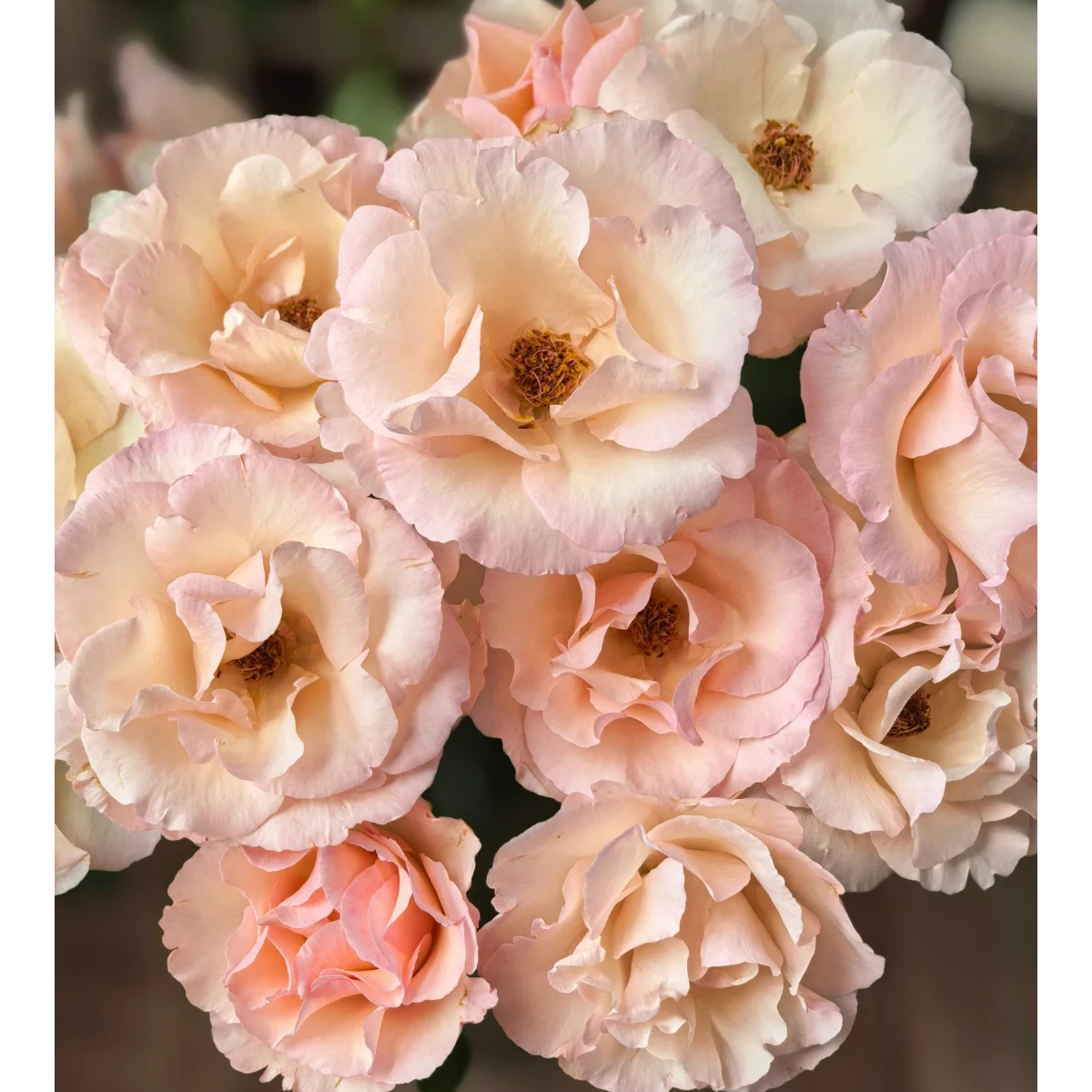 云花巷#多头玫瑰 【太阳女神】鲜花优选 顺丰直发