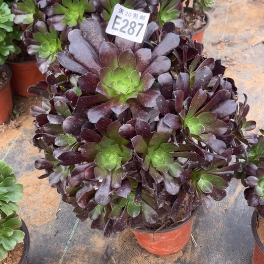 287欧紫法师不包断枝