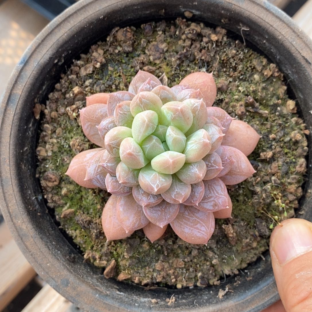 精品多肉一物一拍不包整122