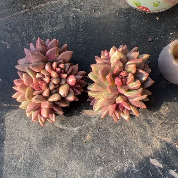 新疆包邮 两颗迷雾泡泡寄养