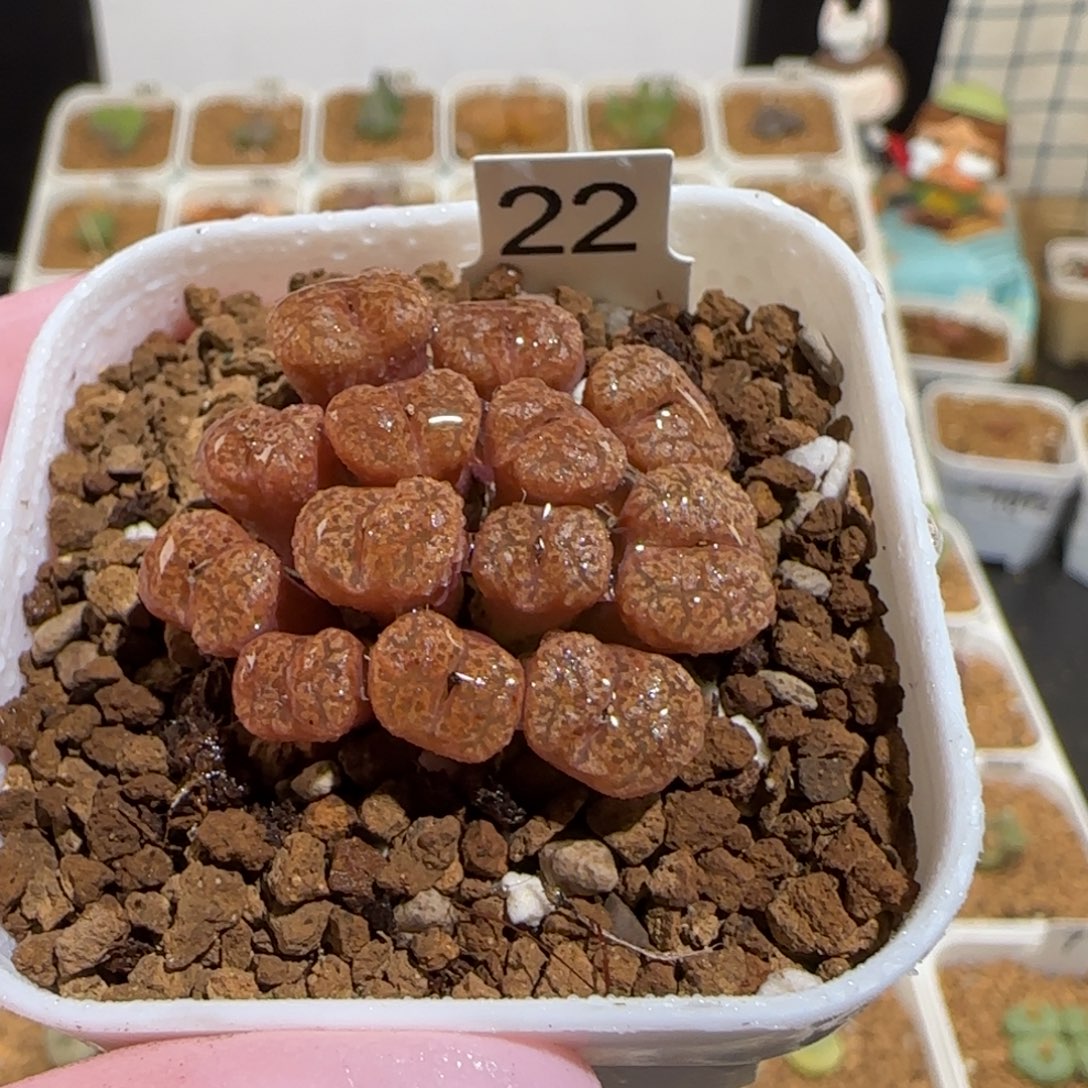 肉锥多肉植物组合-勋章16